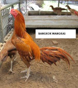 ayam-bangkok-wangkas-geni-1